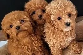 Piękne suczki maltipoo