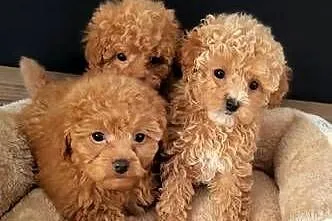 Piękne suczki maltipoo, Świętokrzyskie, Kielce