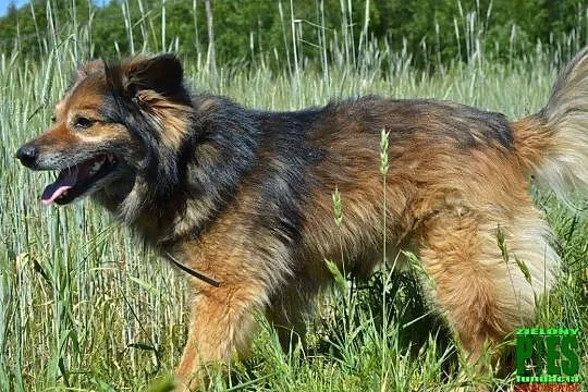 BARNI – mały staruszek u końca swoich dni