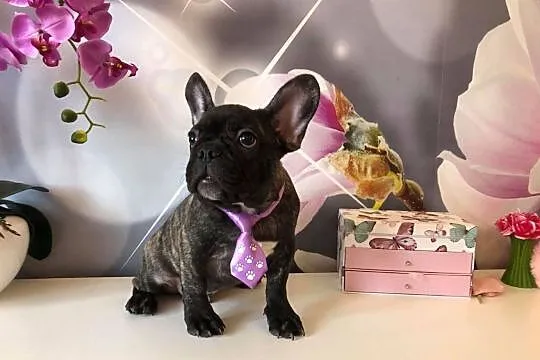 Piekny rejestr Buldog francuski szczenieta, , Wrocław