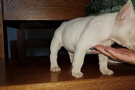 Piekny rejestr Buldog francuski szczenieta, , Wrocław