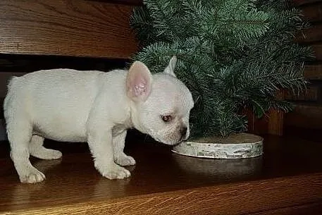 Piekny rejestr Buldog francuski szczenieta, , Wrocław