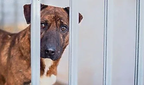 Adoptuj psa w typie amstafa, podlaskie Augustów