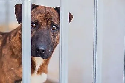 Adoptuj psa w typie amstafa,  podlaskie Augustów