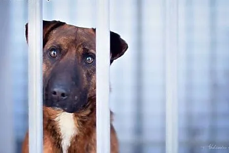Adoptuj psa w typie amstafa,  podlaskie Augustów