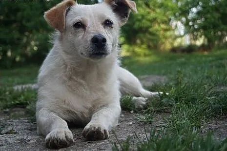 ALBA - PIĘKNA, KOCHAJĄCA LUDZI SUNIA SZUKA DOMU.,  Kundelki cała Polska, 