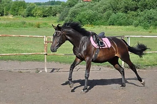 KLACZ szlachetna, Mazowieckie, Mogielnica