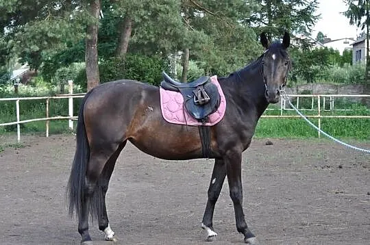 KLACZ szlachetna, Mazowieckie, Mogielnica