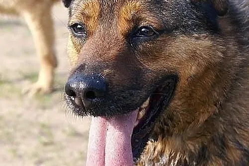 Mafi rodzinki wyszukuje :) Całe swoje serduszko w zamian oferuje:)