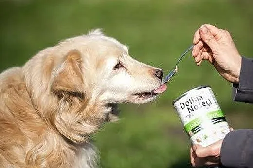 Mietek - psi kawaler do adopcji :),  małopolskie K
