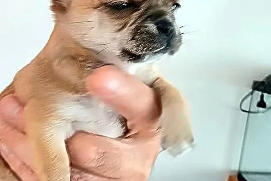 Chihuahua XXS Przepiękna