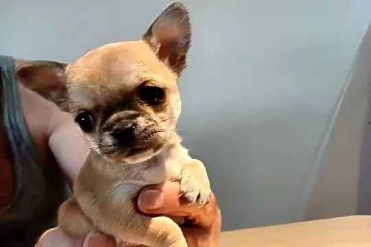 Chihuahua XXS Przepiękna, Łódzkie, Zgierz