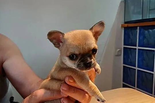 Chihuahua XXS Przepiękna, Łódzkie, Zgierz