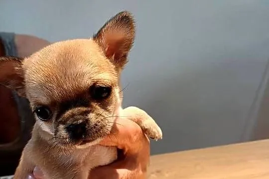 Chihuahua XXS Przepiękna, Łódzkie, Zgierz