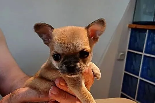 Chihuahua XXS Przepiękna, Łódzkie, Zgierz