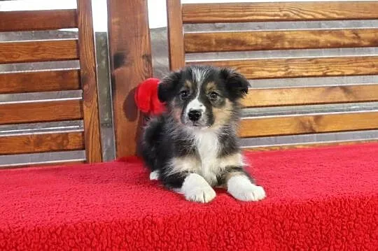 Border collie Tricolor, Małopolskie, Radwan