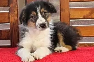 Border collie Tricolor, Małopolskie, Radwan
