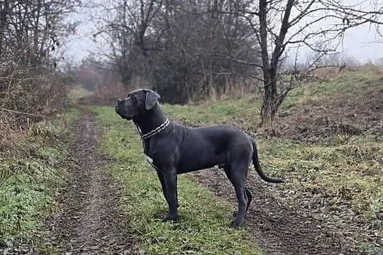 Cane corso 11 miesięcy piwa szuka domu
