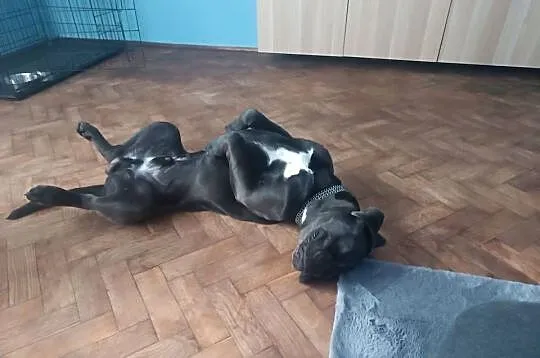 Cane corso 11 miesięcy piwa szuka domu, Śląskie, Katowice