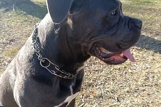 Cane corso 11 miesięcy piwa szuka domu, Śląskie, Katowice
