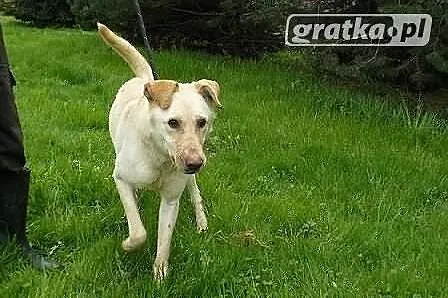 Papkin - pilnie poszukuje domu!!
