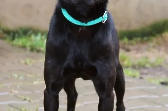 Sylwester - onieśmielony, czarny pies, Nowy Dwór Mazowiecki