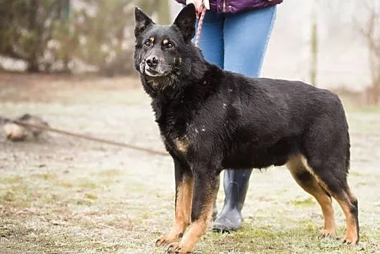 Rambo, pies ideał_ Nie patrz oczami, patrz sercem!