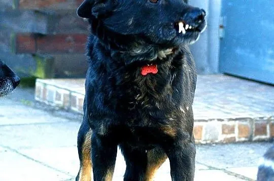 Rambo, pies ideał_ Nie patrz oczami, patrz sercem!