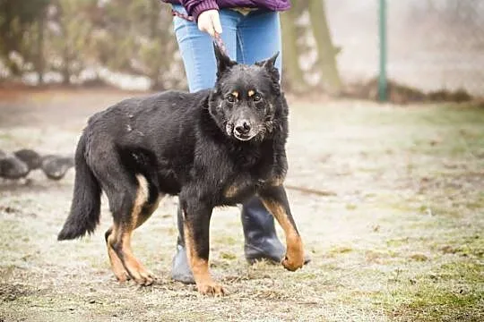 Rambo, pies ideał_ Nie patrz oczami, patrz sercem!