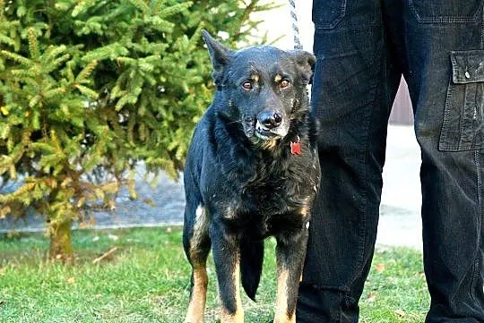 Rambo, pies ideał_ Nie patrz oczami, patrz sercem!