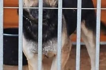 Liroy to wspaniały psiak który marzy o domku gdzie będzie kochany, Łódzkie, Łódź