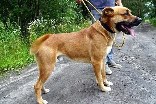 Psiak Biber szuka domu!, Wielkopolskie, Poznań