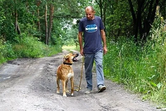 Psiak Biber szuka domu!, Wielkopolskie, Poznań