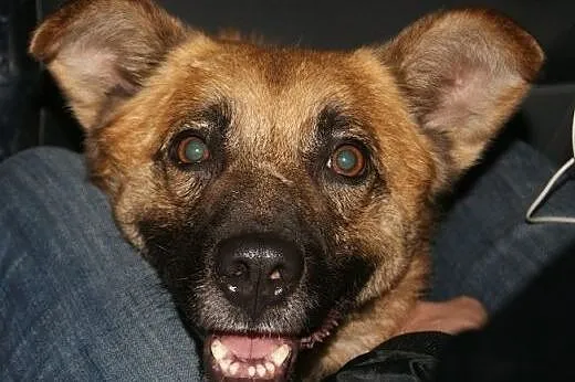Reks - bezproblemowy, rodzinny pies do adopcji,  k
