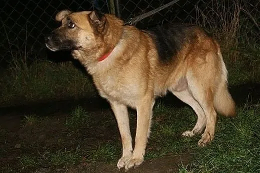 Reks - bezproblemowy, rodzinny pies do adopcji,  k