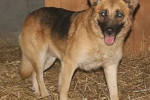 Reks - bezproblemowy, rodzinny pies do adopcji,  k