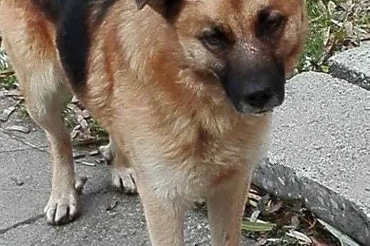 Reks - bezproblemowy, rodzinny pies do adopcji,  k