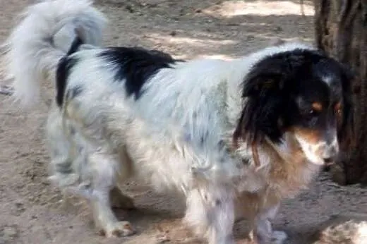 Adoptuj Gizmo a pokocha Cię bezgranicznie całym serduszkiem,  Kundelki cała Polska
