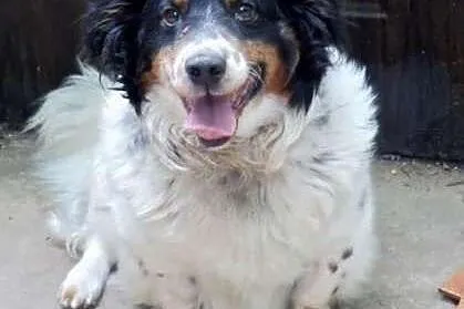 Adoptuj Gizmo a pokocha Cię bezgranicznie całym se
