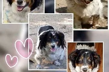 Adoptuj Gizmo a pokocha Cię bezgranicznie całym se