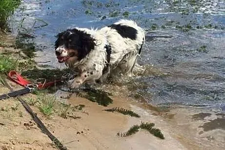 Adoptuj Gizmo a pokocha Cię bezgranicznie całym se