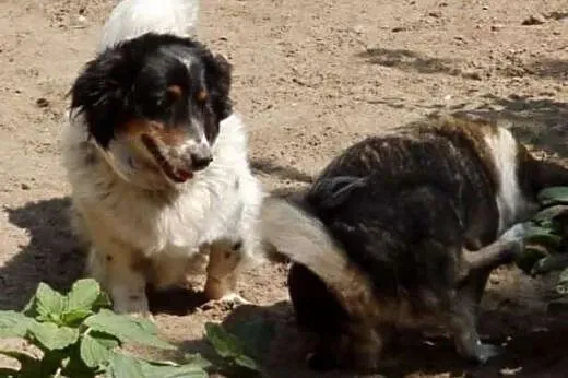 Adoptuj Gizmo a pokocha Cię bezgranicznie całym se