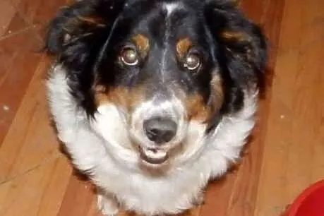 Adoptuj Gizmo a pokocha Cię bezgranicznie całym se