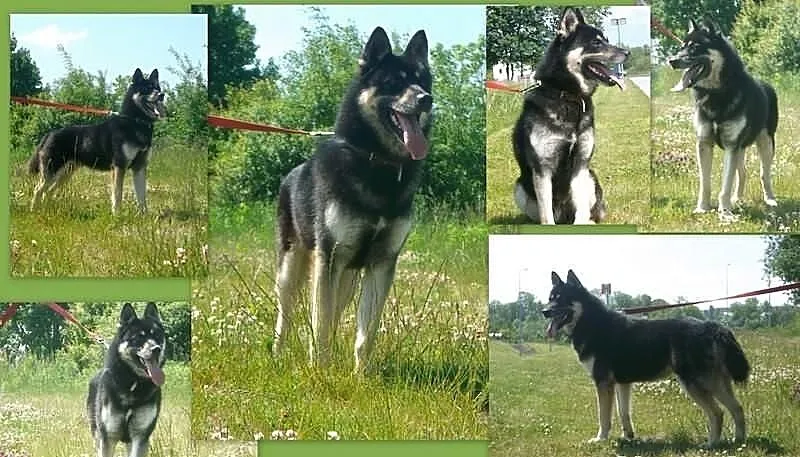 Puchaty RYSIEK czeka na nowego właściciela