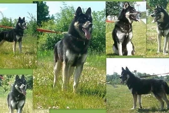 Puchaty RYSIEK czeka na nowego właściciela
