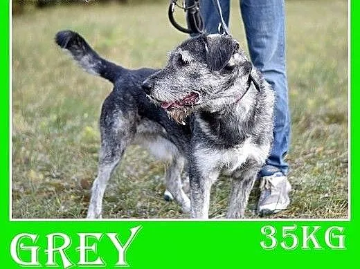 Sznaucer olbrzym mix,35kg,duży,odważny pies GREY.A