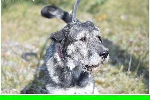 Sznaucer olbrzym mix,35kg,duży,odważny pies GREY.A
