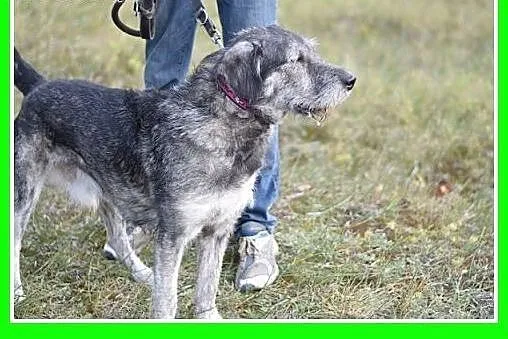 Sznaucer olbrzym mix,35kg,duży,odważny pies GREY.A