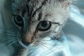 Adoptuj srebrnego Whiskasa,  śląskie Katowice