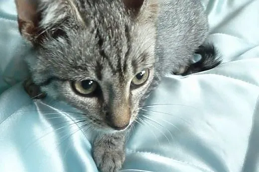 Adoptuj srebrnego Whiskasa,  śląskie Katowice